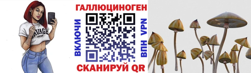 купить наркотик  Курганинск  Псилоцибиновые грибы GOLDEN TEACHER 